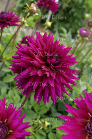 Dahlia Ambition